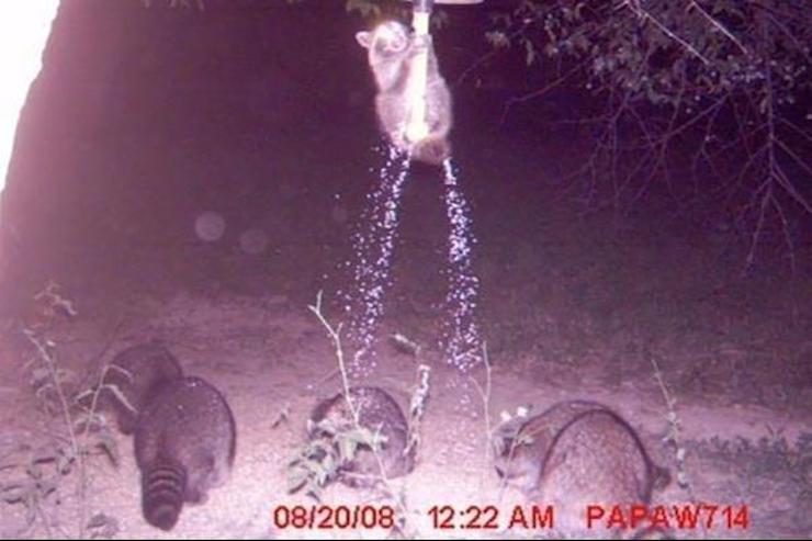 Unexpected Photos Captured On Trail Cams