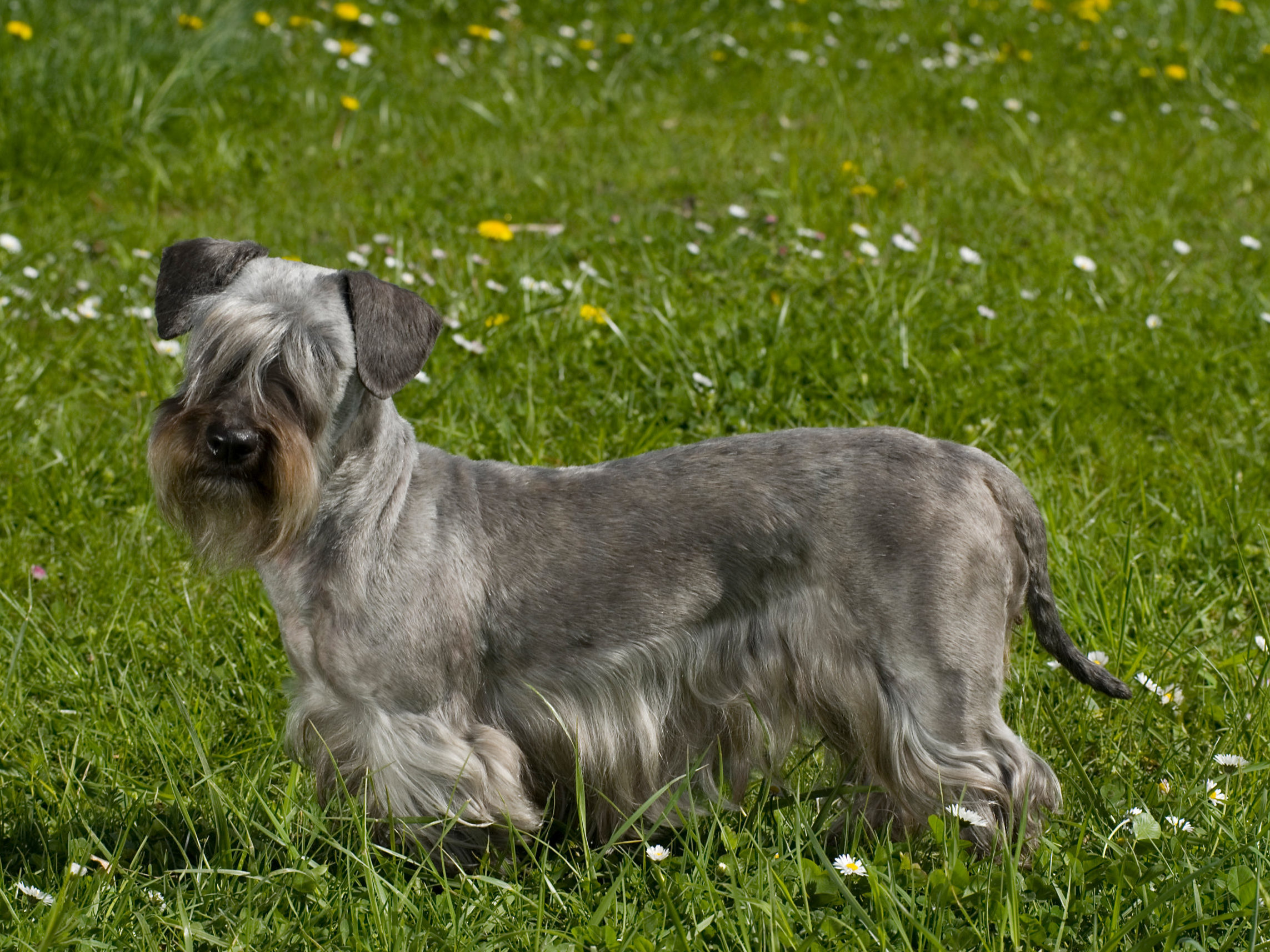 Meet The Newest AKC-Recognized Dog Breeds - Trendy Matter