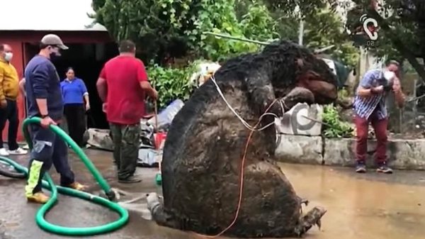 giant rat trap