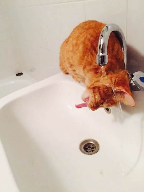 funnycat19