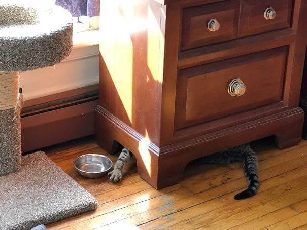 funnycat34