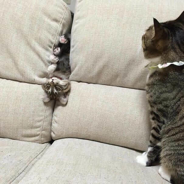funnycat29