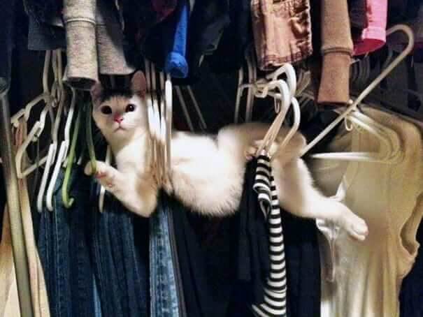 funnycat11