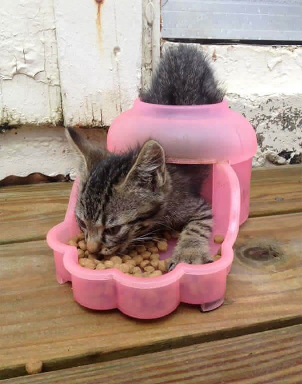 funnycat25