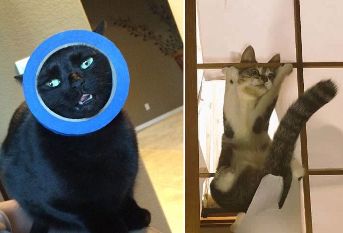 FunnyCat
