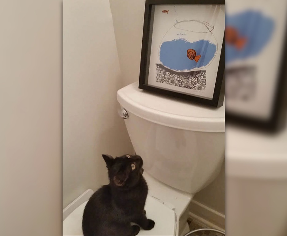 funnycat3
