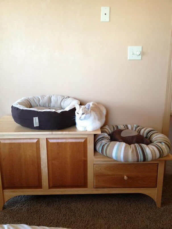 funnycat16