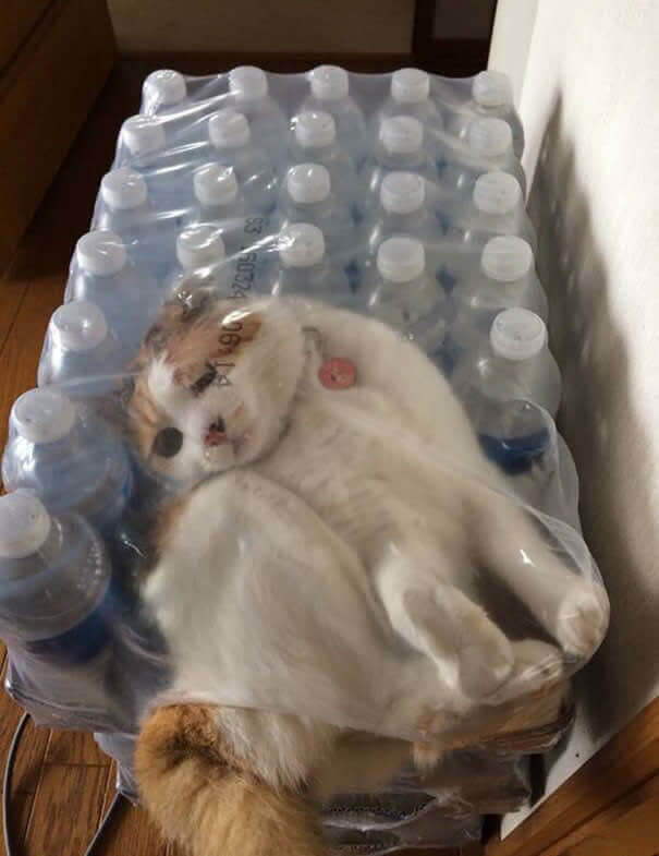 funnycat12