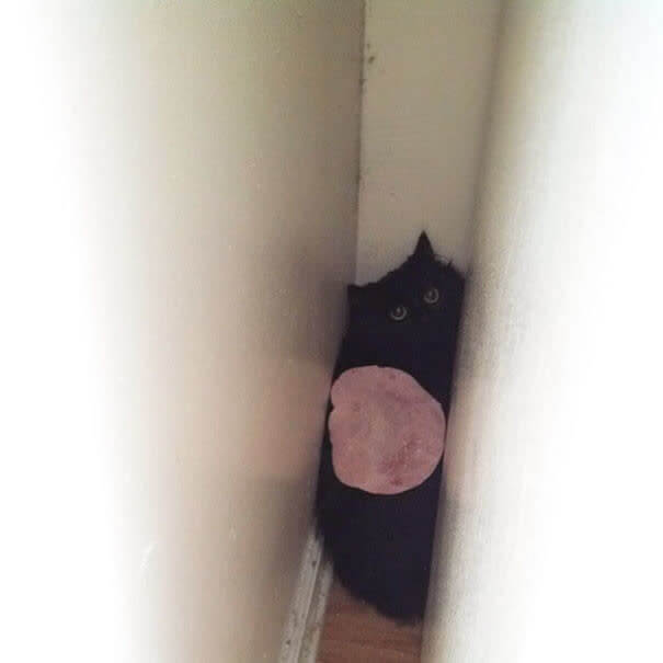 funnycat32