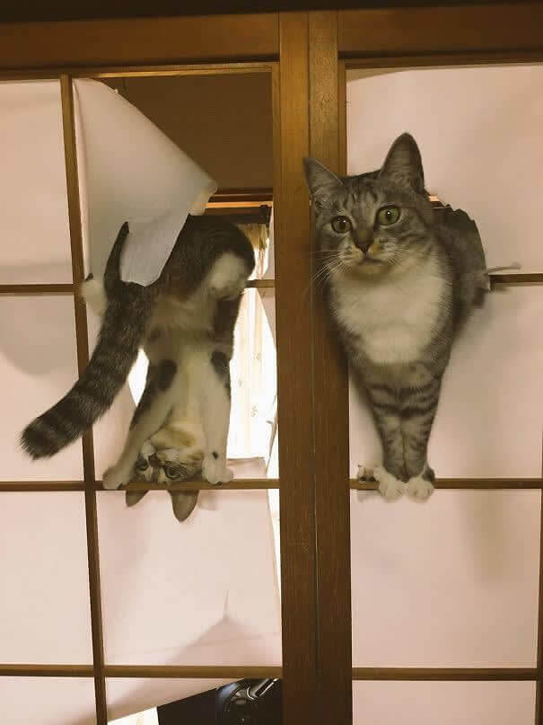 funnycat40