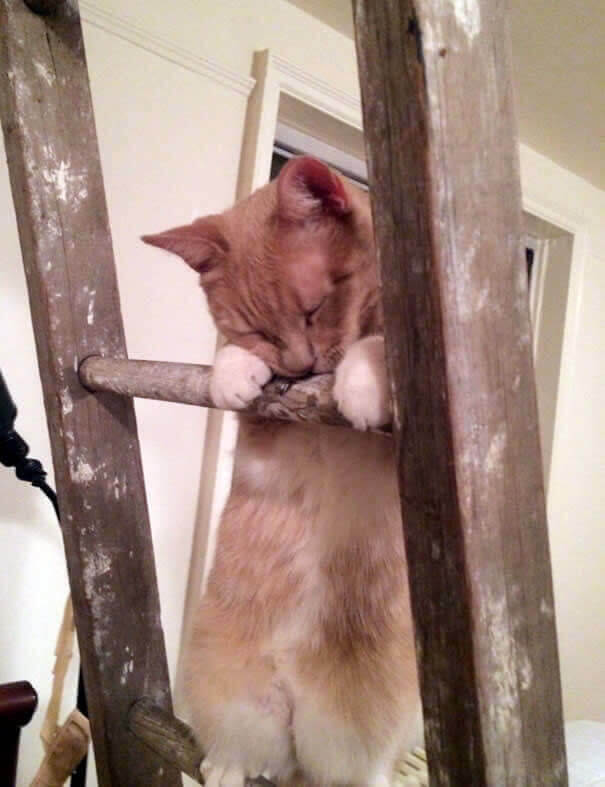 funnycat23