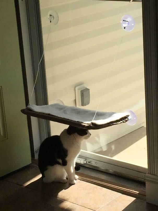 funnycat22