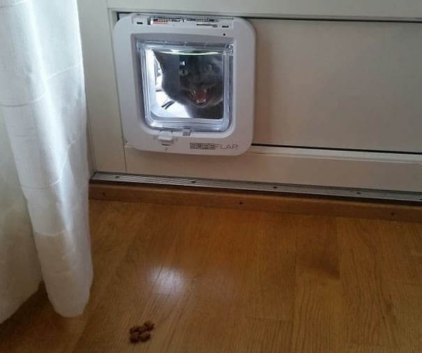 funnycat36