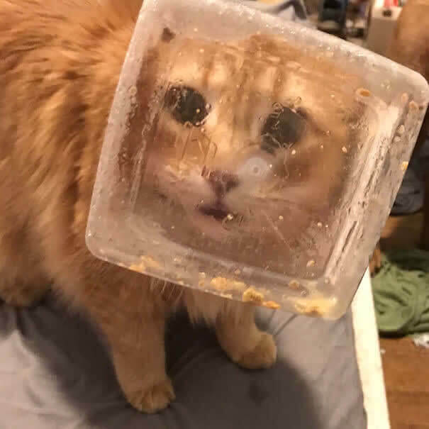 funnycat5