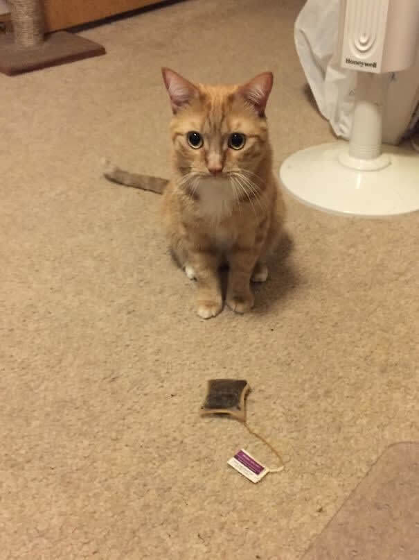 funnycat30