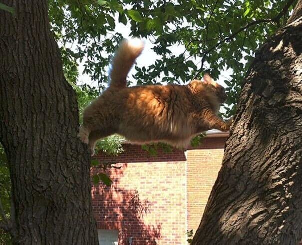 funnycat35