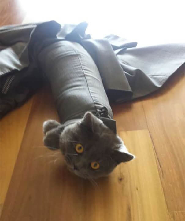 funnycat2