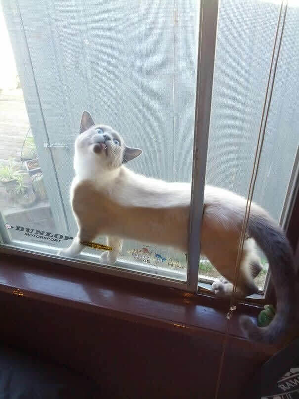 funnycat18