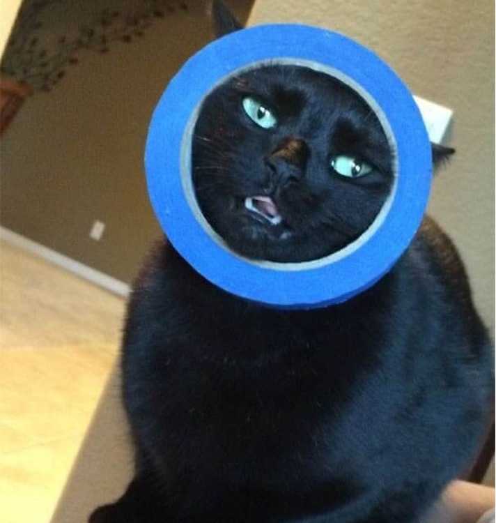 funnycat17