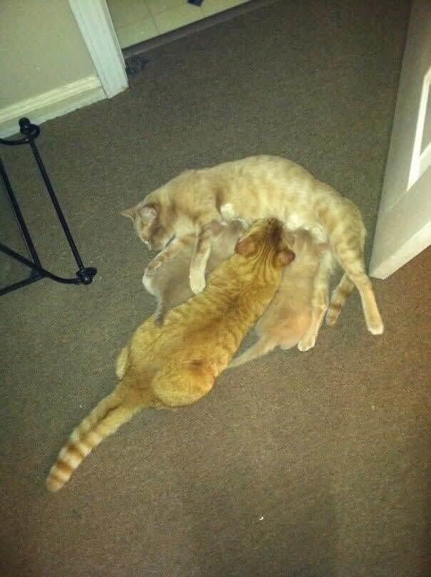 funnycat39