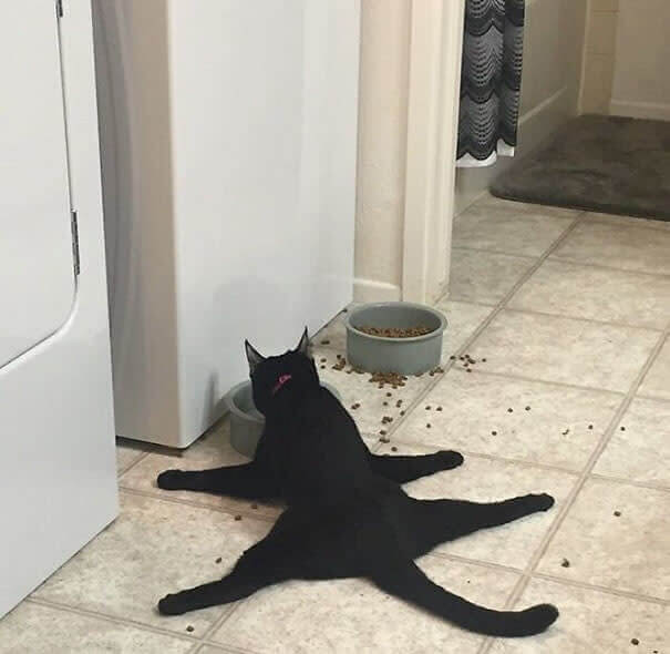 funnycat4