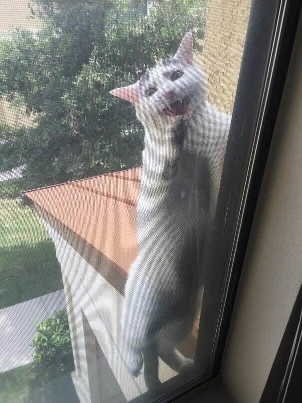 funnycat14