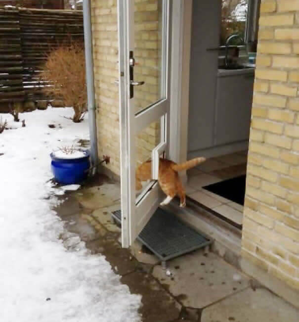 funnycat20