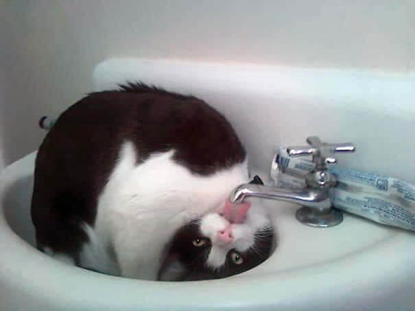 funnycat27