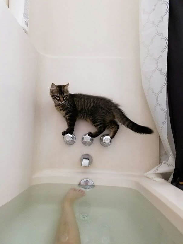 funnycat21