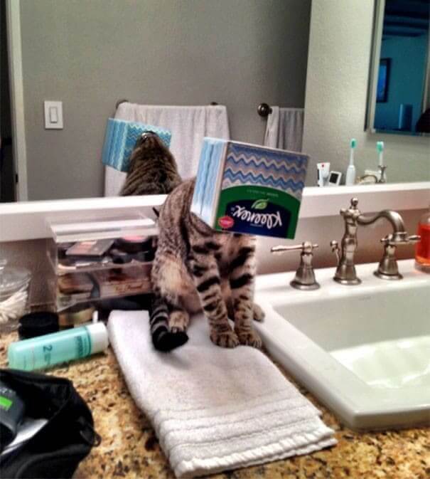funnycat1