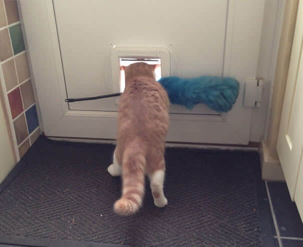 funnycat26