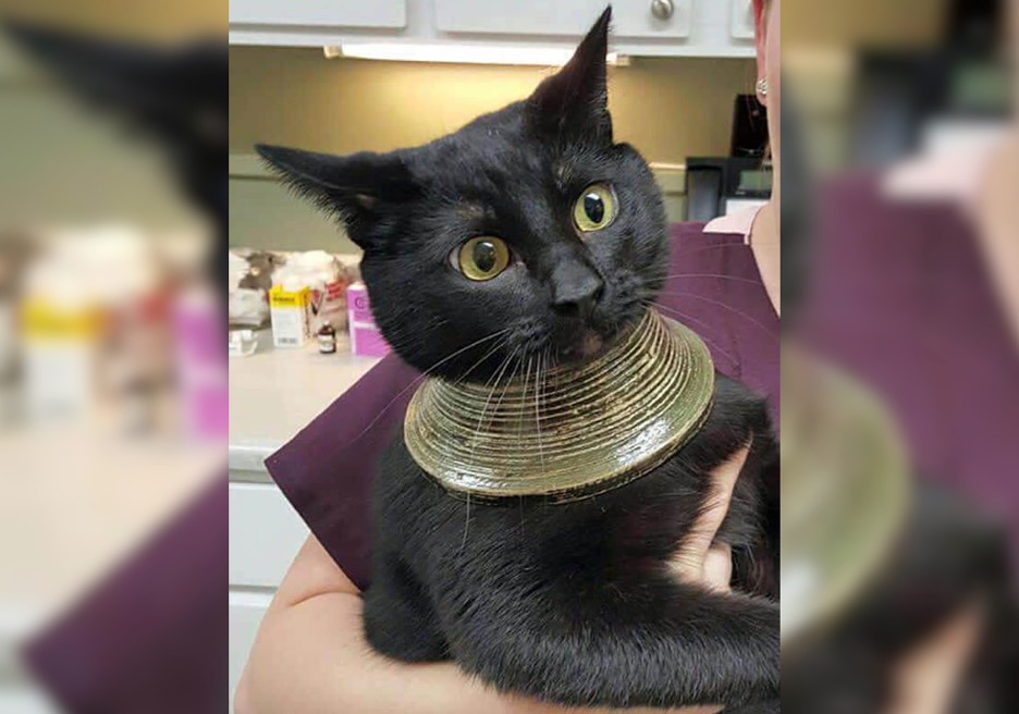 funnycat7