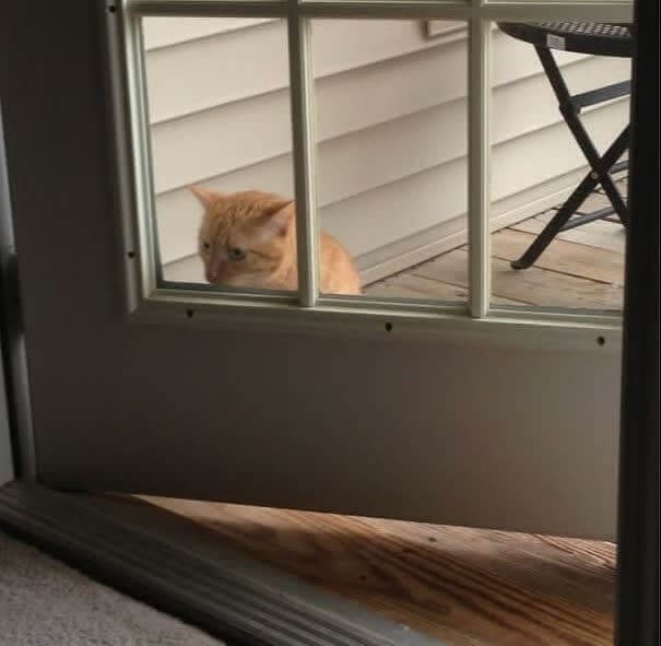 funnycat24