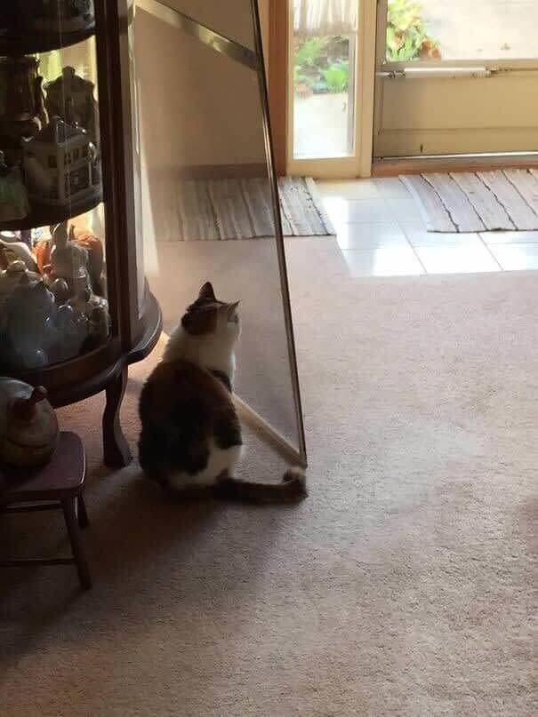 funnycat37