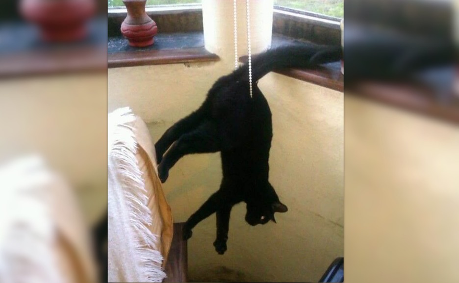 funnycat9