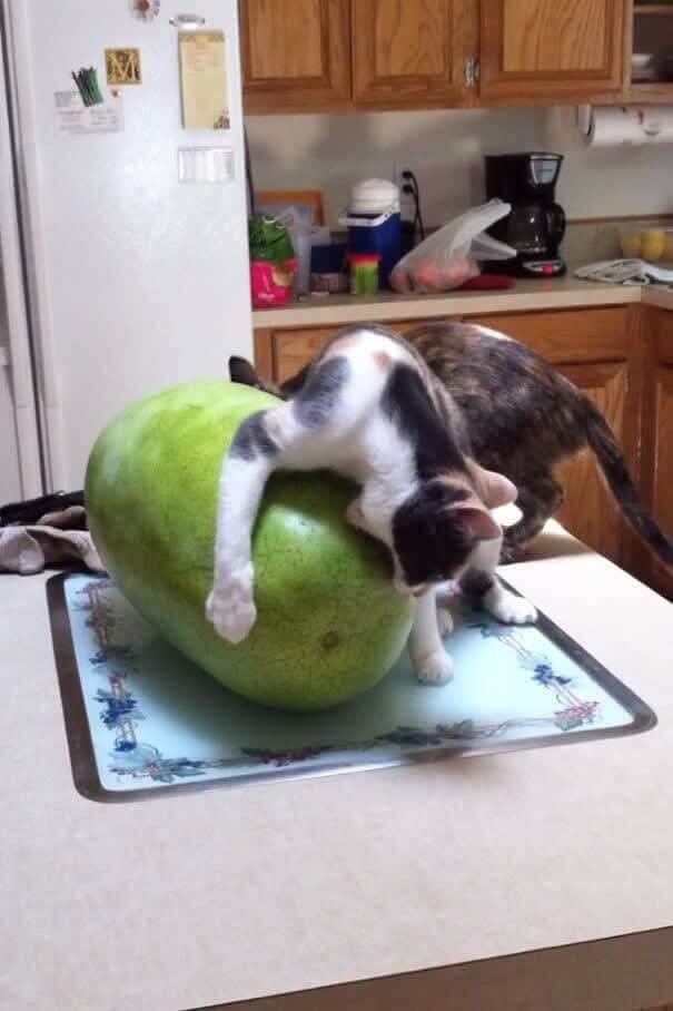 funnycat15