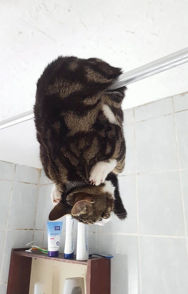 funnycat6
