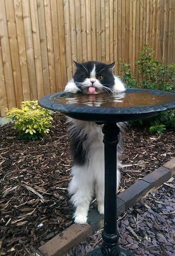 funnycat13