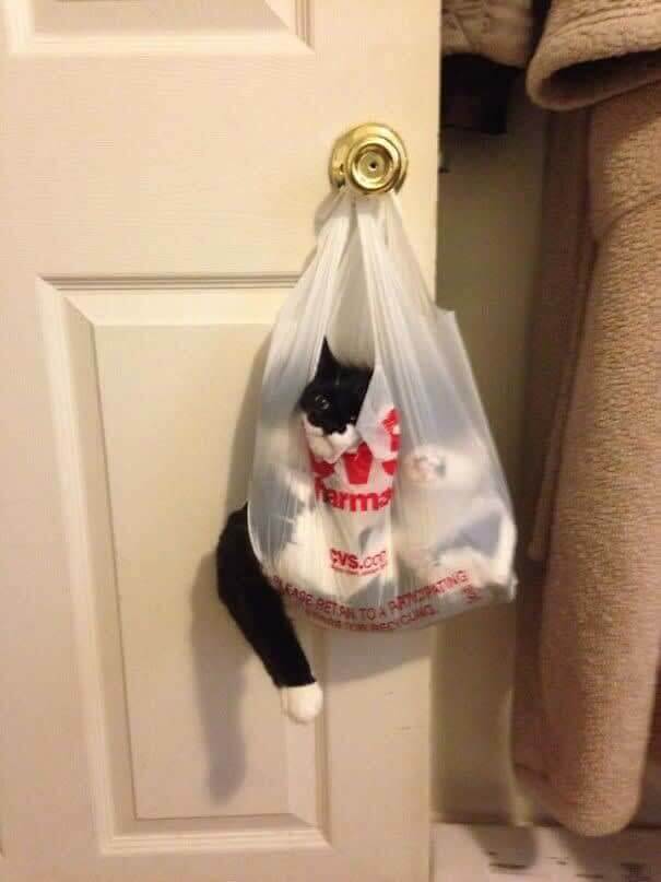 funnycat31