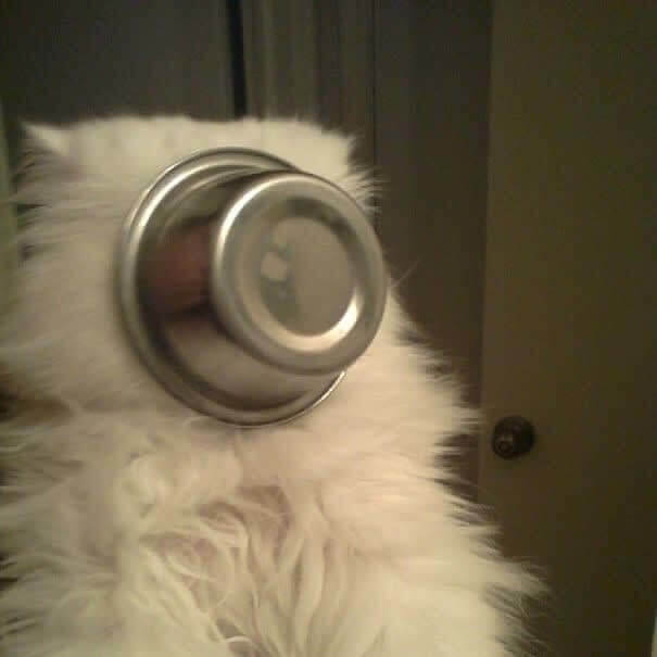 funnycat8