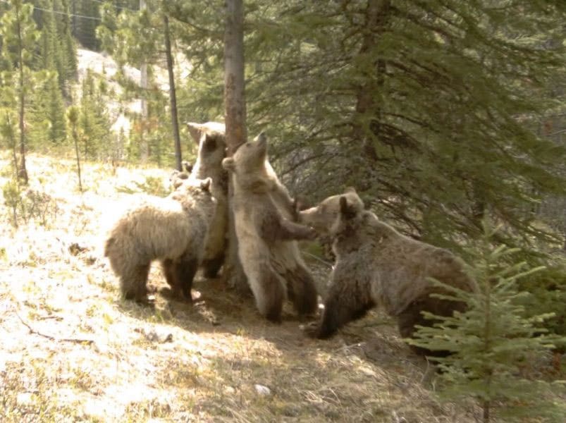 Unexpected Photos Captured On Trail Cams - Family And Pets