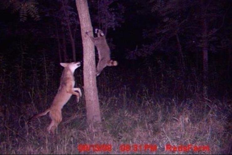 Fotos Inesperadas Da Vida Selvagem Capturadas Em C Meras De Rastreio