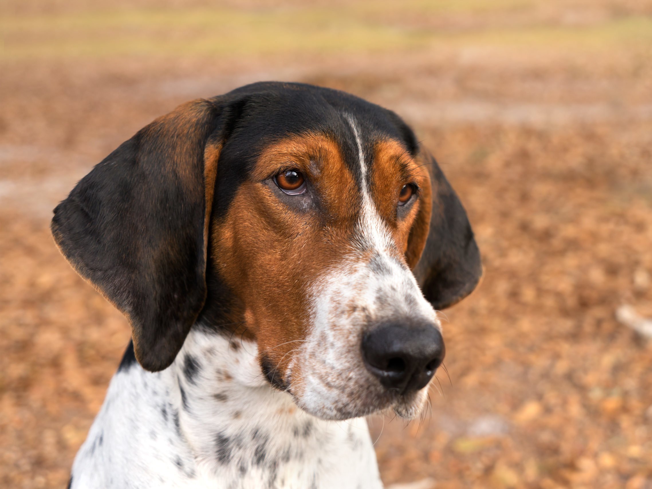 Meet The Newest AKCRecognized Dog Breeds