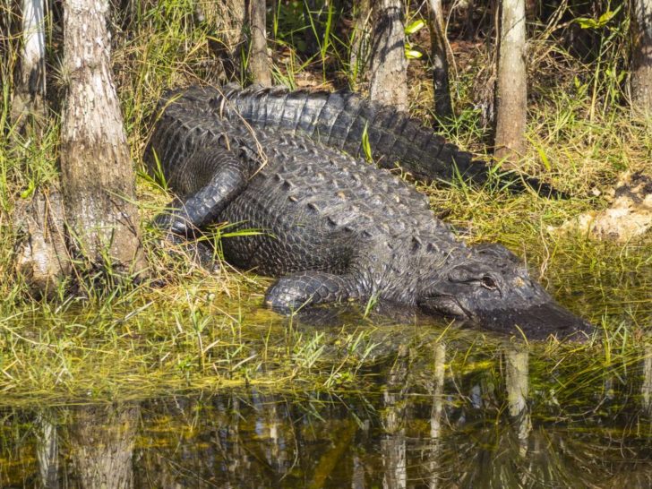 Florida Residents Discover 16-foot Monster Taking Over Their Property 