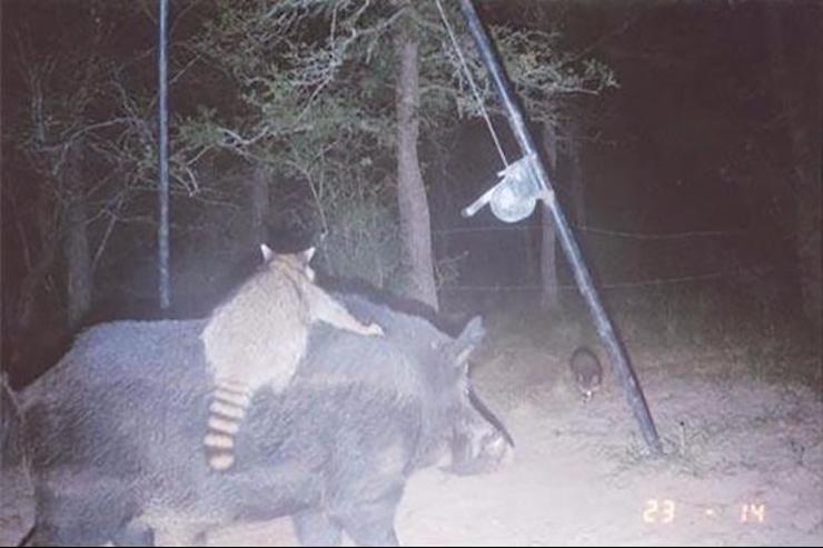 Unexpected Photos Captured On Trail Cams