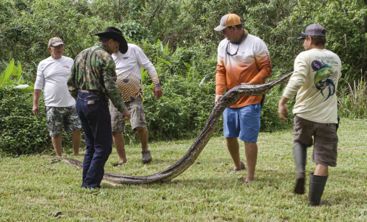 Florida Residents Discover 16-Foot Monster Taking Over Their Property