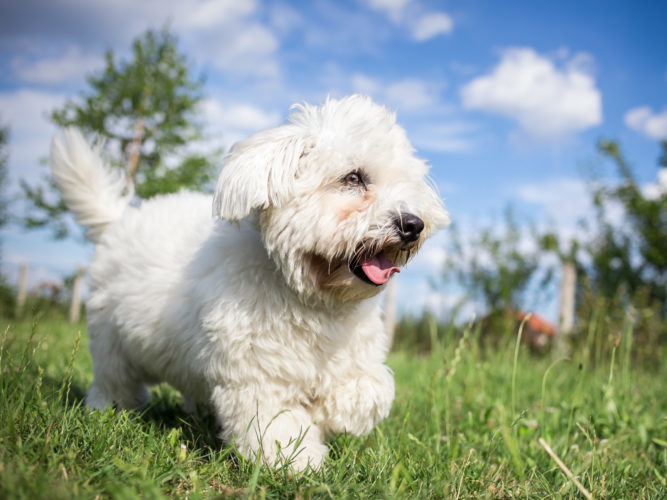 Meet The Newest AKC-Recognized Dog Breeds