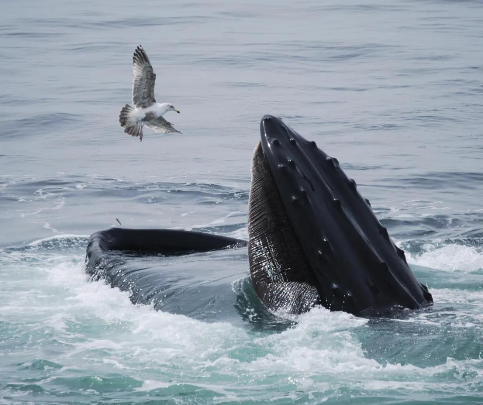 The Real Life Pinocchio; The Man Who Was Swallowed By A Whale (And ...