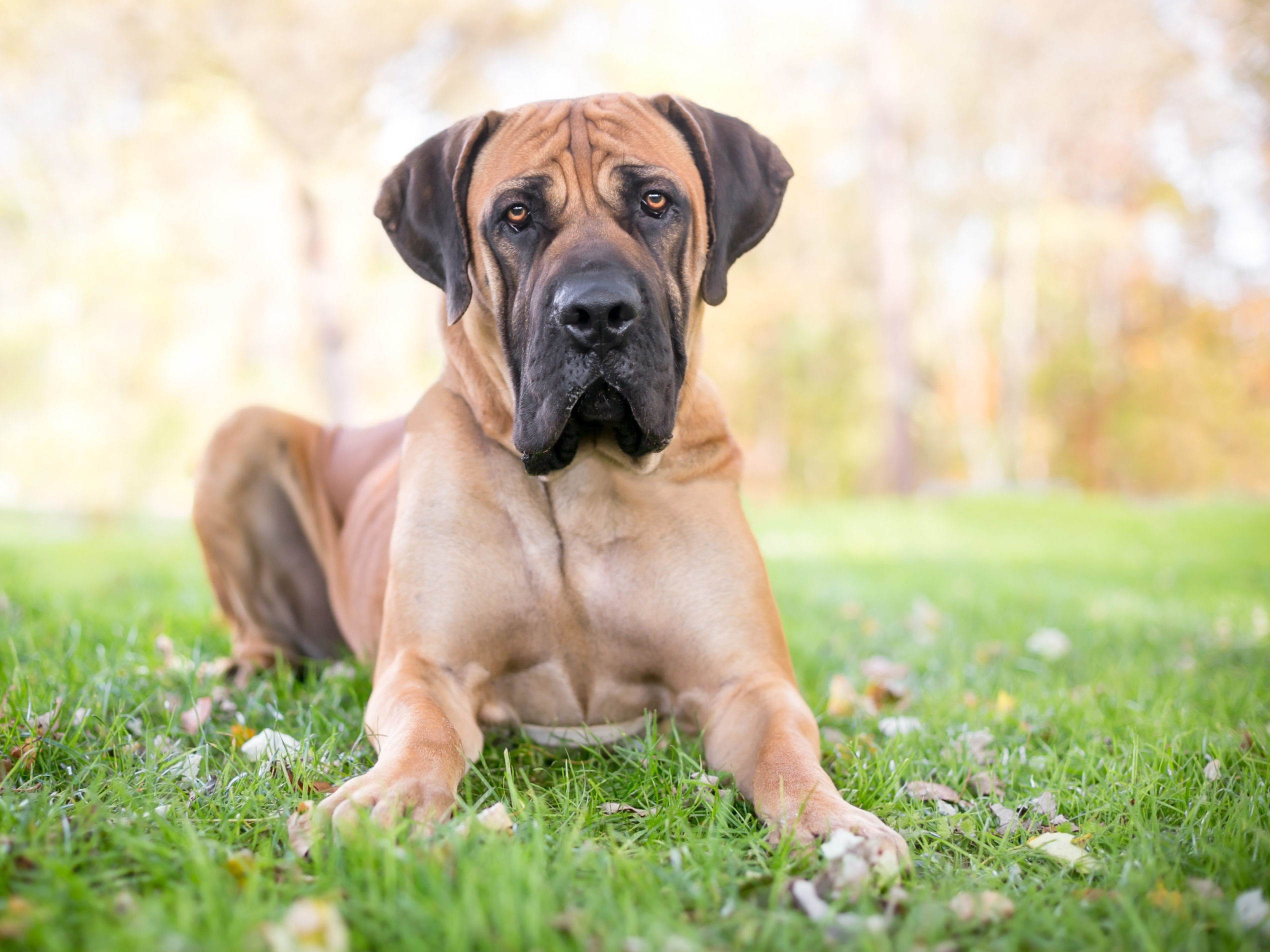 Meet The Newest AKC-Recognized Dog Breeds