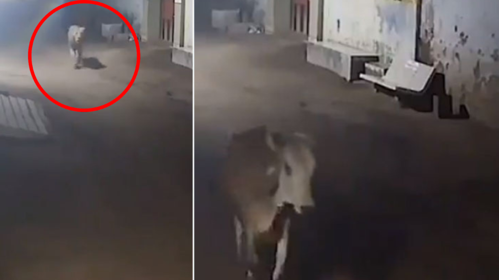 Video Shows Lion Chasing Cows Down the Street, Dog Jumps in to Save ...